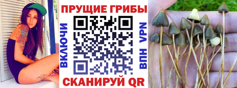 где продают наркотики  Зубцов  Галлюциногенные грибы ЛСД 